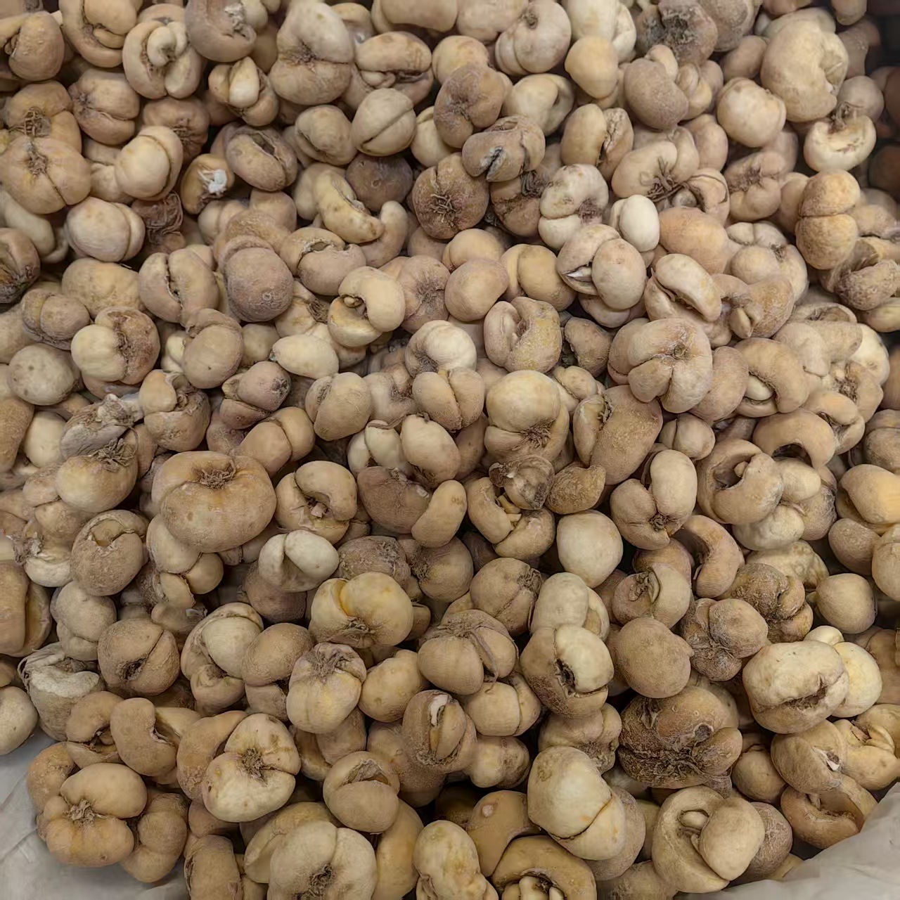Zhejiang Fritillaria Bulbus Zhe Bei Mu Powder 500g Traditional Herbal Ingredient quality and texture