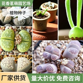 种子;种球;盆栽