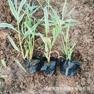 Qingzhou Base Mosaic Reed Wholesale Park Pond Aquatic Plants Wetland Greening Park Dress up Green