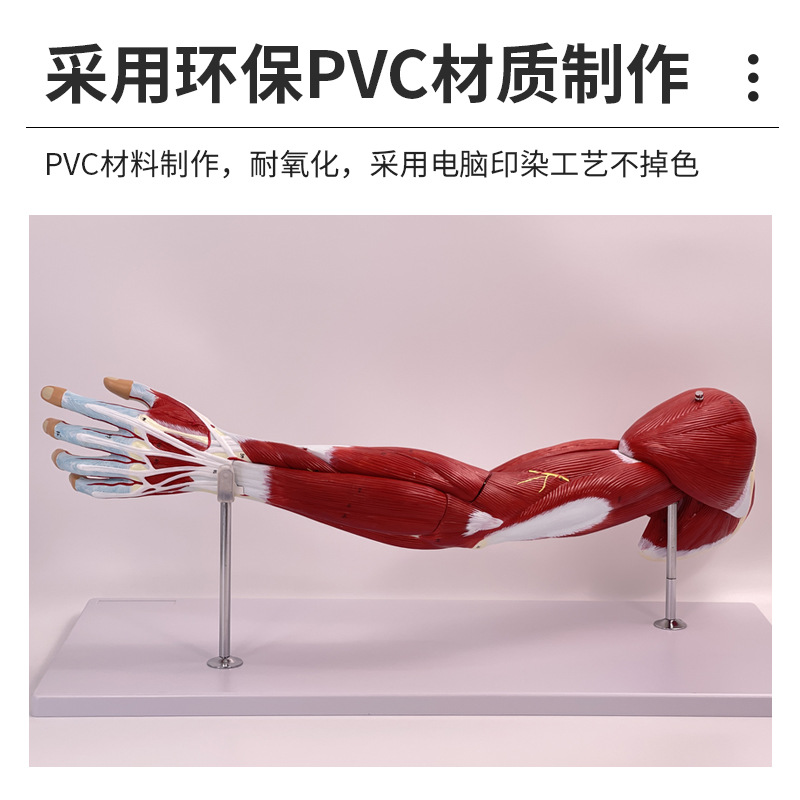 ҽѧ������֫����Ѫ����ģ�� �Ȳ��˶�ϵͳ ��Ȼ����֫�������