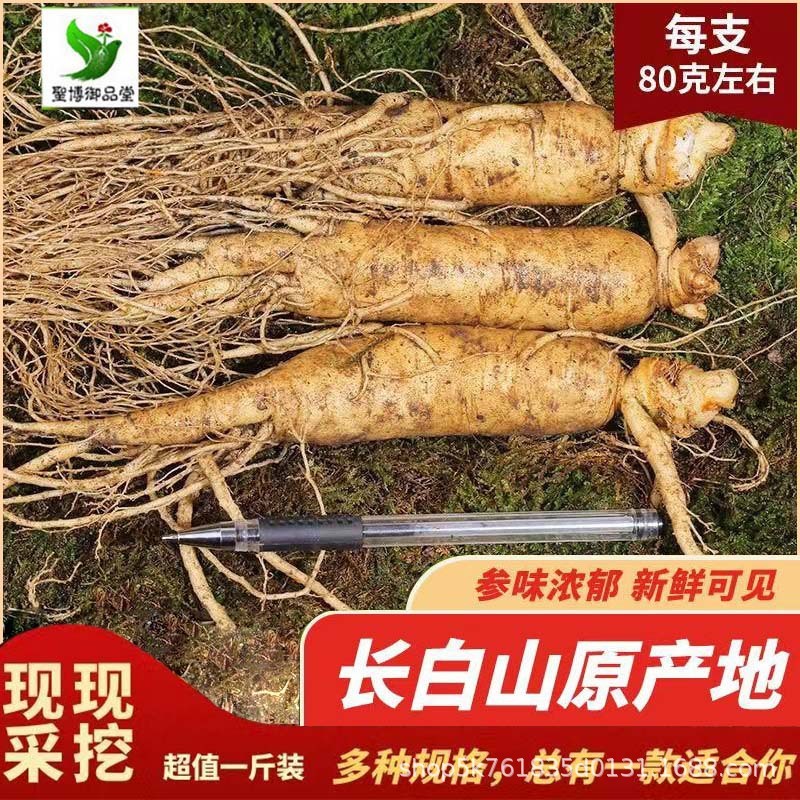 長白山高麗人参、掘りたて、売りたての高麗人参、東北名物、ワイン漬け、スープ、高麗人参、滋養ギフト、一世代高麗人参|undefined