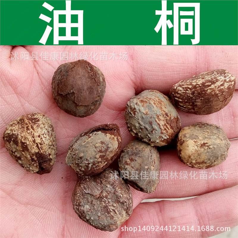 油桐种子 油桐树 桐油树种子 林木种子 桐子树 光桐四季种植