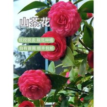 ɽ軨Իܴ҃ͥԺֲͺ辰ļ_軨