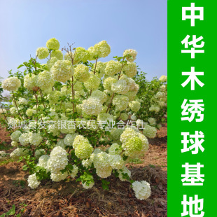 ���Aľ�������-���l���NҎ��ľ������� ���NҎ���Rȫ