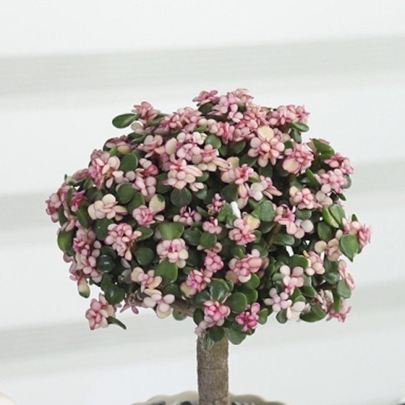 (황금가지) 금옥집 + 간이플라스틱 화분(원래 화분과 원토)