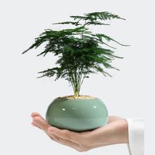 小文竹植物盆栽室内办公室摆件茶书房桌面绿植花卉好养客厅小盆景