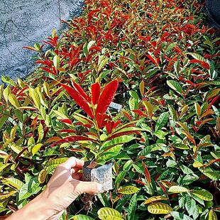 �t��������ľ�ϱ����̨ͥԺ�����ļ��^�~�Gֲ�G����������