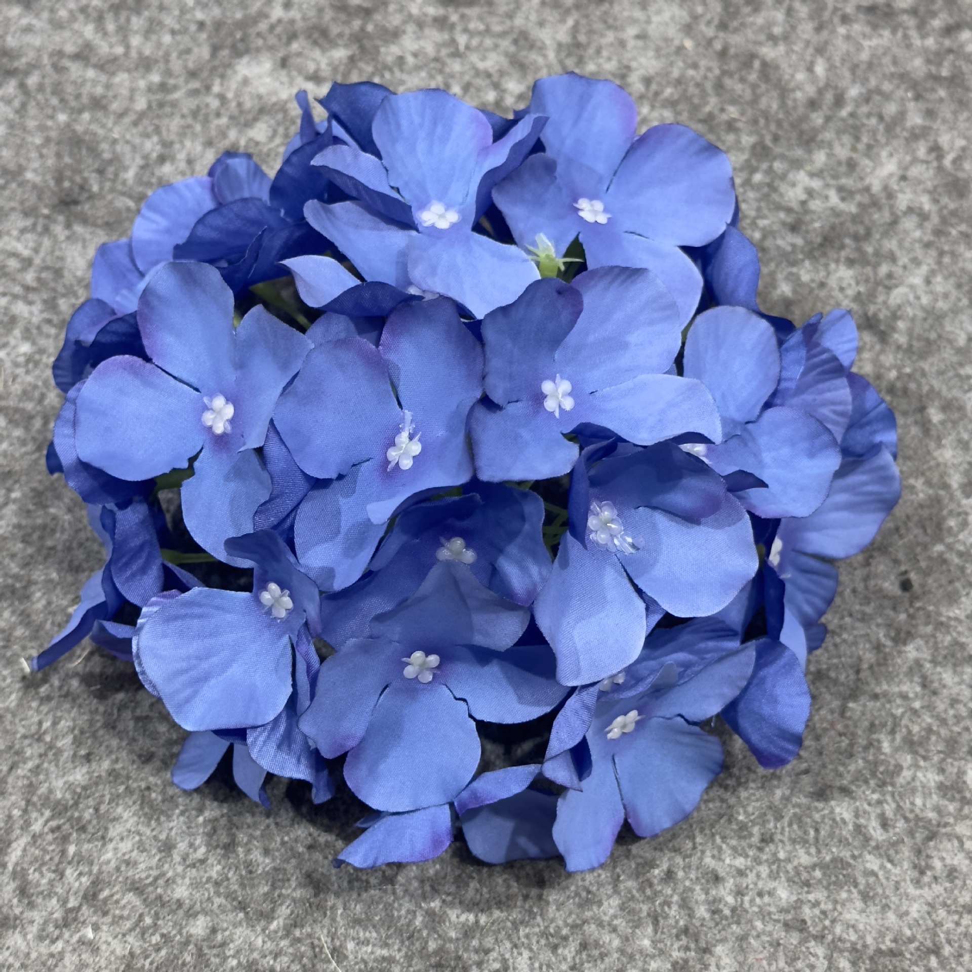 수국 꽃 머리 진한 파란색