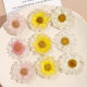 ins sweet fresh all-match transparent Daisy dried flower resin patch hairpin earrings DIY jewelry accessories material