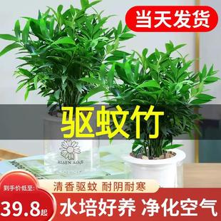 Hydroponic Mosquito-Repellent Bamboo Bonsai Potted Plant, Indoor Living Room Easy-To-Care-For Green Plant, Evergreen All Seasons