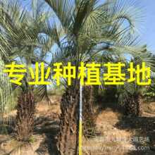 福建布迪椰子价格 浙江布迪椰子报价 江西布迪椰子树批发基地