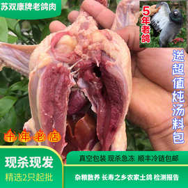 批发一件代发现杀老鸽子煲汤用农家养殖5年鸽子肉 陈年老肉鸽冰鲜