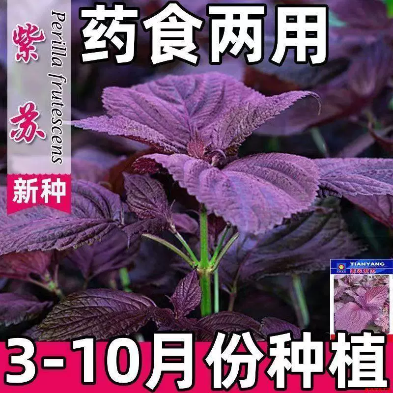 [Семена периллы] Съедобные двусторонние красные семена периллы с крупными листьями, термостойкие в любое время года для садов в горшках на балконе.