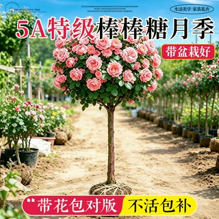 棒棒糖树桩月季花树多季开花卉树苗室外庭院嫁接玫瑰花苗盆栽植物
