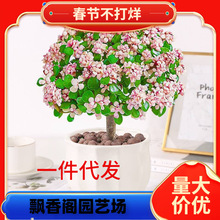 һ�����l�Ϙ�����ֲ���֦���~�����Ř�֮����^�ļ��҃ȿ͏d�[��