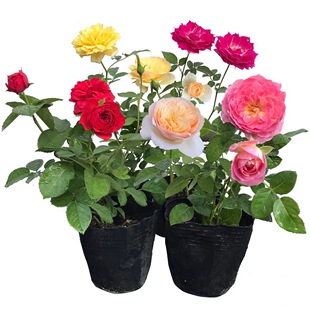 �¼�������õ���֭�̨�Nޱ�󻨻��ڎ����������҃��̨�ļ��_��