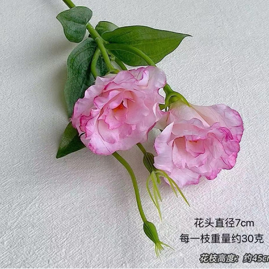 Linglong Eustoma grandiflorum [핑크 퍼플]
