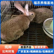 厂家批发比利时种兔活体巨型比利时肉兔散养大体比利时成年兔养殖