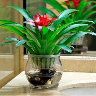 ���\���^����ֲ���P�滨��ˮ�໨�����׼t���P��G��ֲ��ˮ�B�҃�