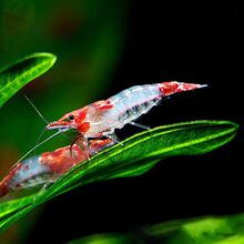 红琉璃虾公母混捞可繁殖抱卵观赏红色小虾米除藻清洁水族