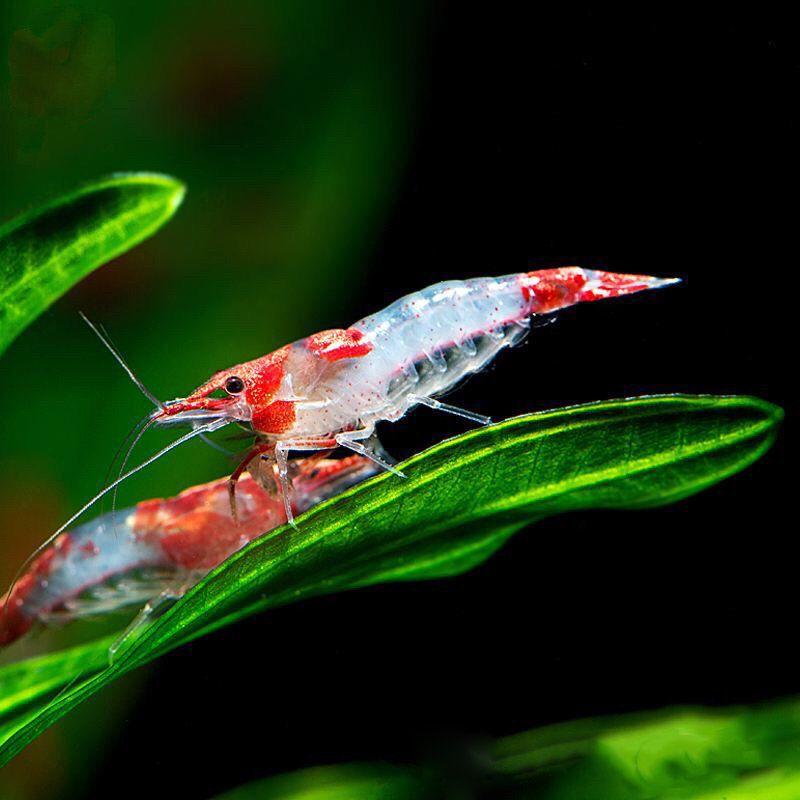 红琉璃虾公母混捞可繁殖抱卵观赏红色小虾米除藻清洁水族