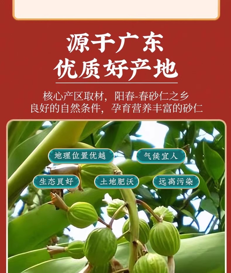 Yangchun Amomum Fruit Sha Ren 500g Dried Tcm Herb for Soup and Stomach Wellness key features