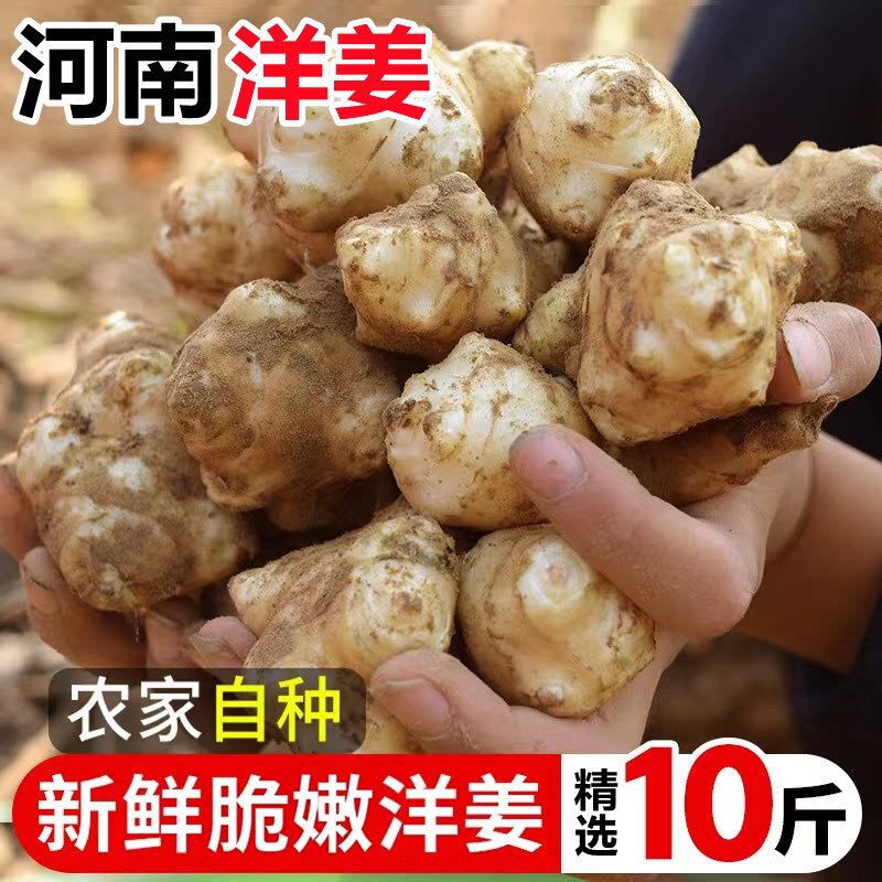 Hengshan High-Quality Fresh Digged Jerusalem Artichokes 5kg Seasonal Farm-Grown Jerusalem Artichokes Pickled as Salted Vegetables, Pickles, Ghost Ginger, Jerusalem Artichokes Hengshan High-Quality Fresh Digged Jerusalem Artichokes 5kg Seasonal Farm-Grown Jerusalem Artichokes Pickled as Salted Vegetables, Pickles, Ghost Ginger, Jerusalem Artichokes