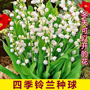 [cultivation of lily of the valley of the valley in the four seasons] novice flower root flower seedling green plant cold-resistant seed ball maintenance perennial rooting