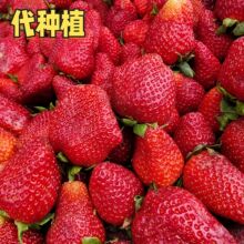 红颜99草莓水果奶油草莓酸甜可口浆果【代种植大棚/露天千亩基地