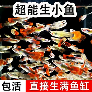 杂袍孔雀鱼热带淡水新手好养耐活热带鱼小型观赏鱼鱼苗凤尾小鱼