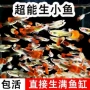 热带新手凤尾鱼苗观赏鱼