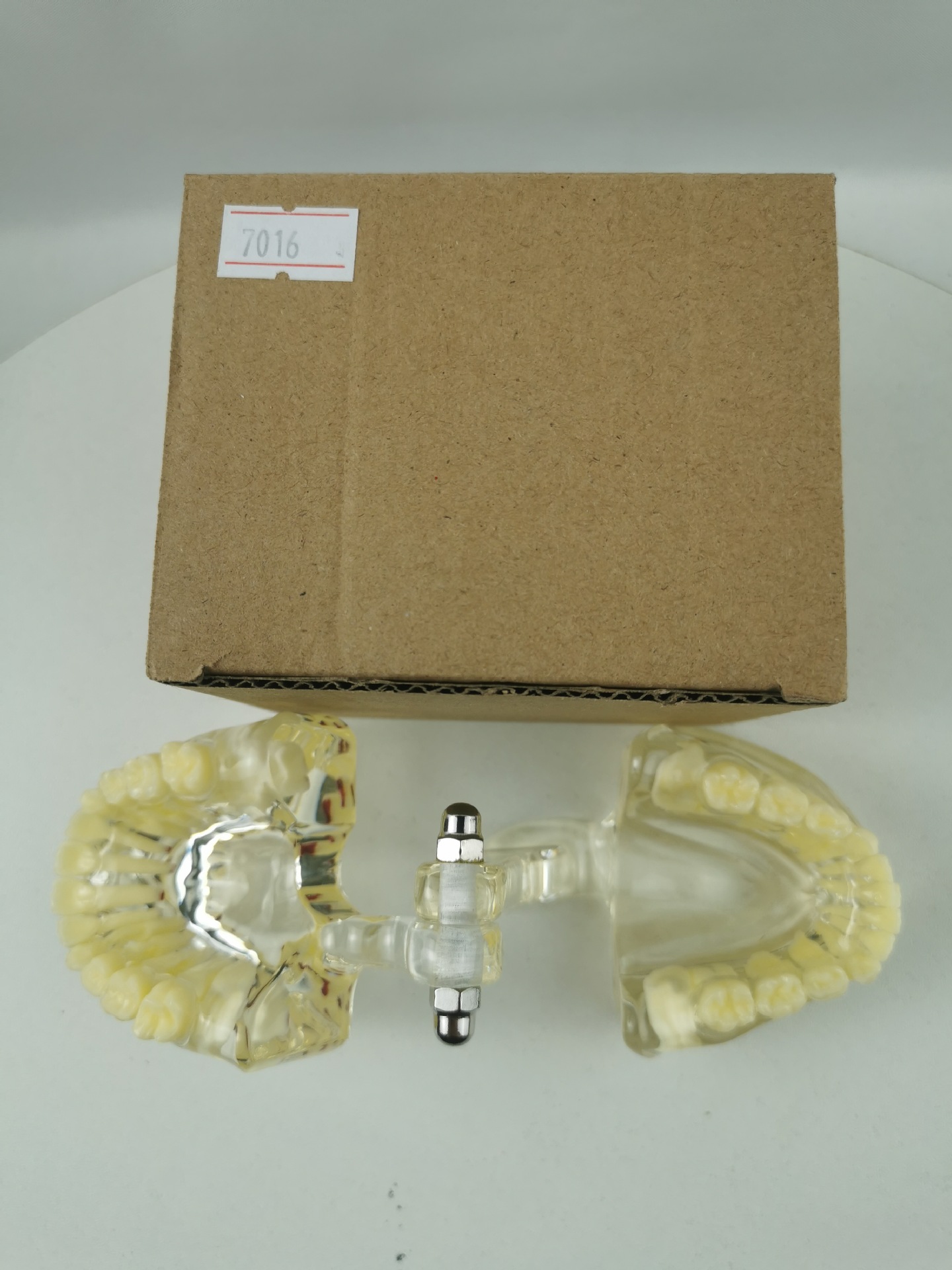 M7016标准牙齿模型 24颗教学牙齿模型 牙齿不可拆卸