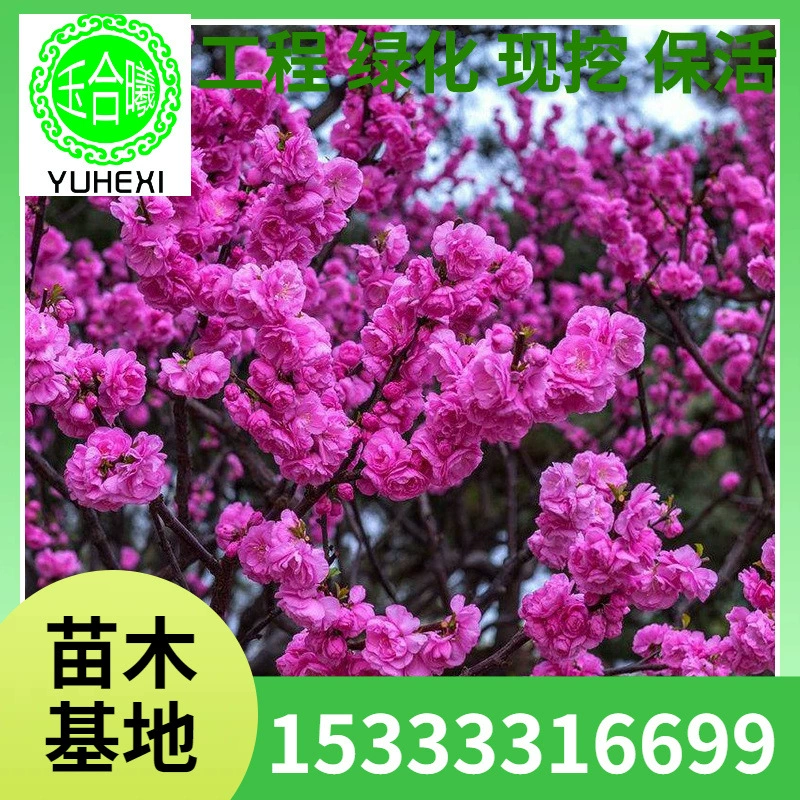 Плоды вишен, зеленолистная вишня, шары вишен, кустарниковая вишня, живая изгородь из вишен, краснолистная вишня