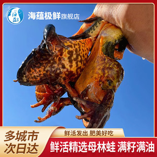 ���N�O�r�����r���r������ �L��ɽ���r�|��ѩ��M�Ѵ�ĸ���ӹ���