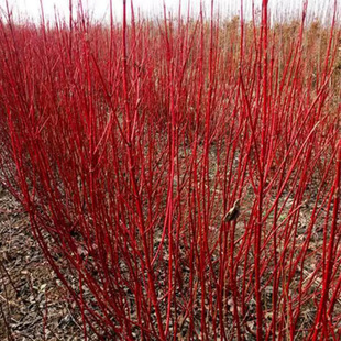 �t��ľ������ɫ��ľͥԺ�е��t�U�R�����G��������ľ���l