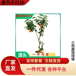 ���@�������N�����Ә������Ե���ͥԺ�ļ��Nֲ����Y������������