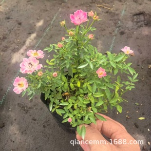 �ļ��_��������ϵ��΢�¼��������Ҽ��Ѱ�Ǥ����ԭ��ԭ�輧�¼���