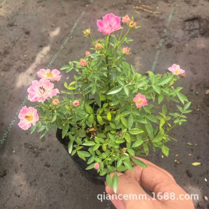 四季开花迷你日系超微月季盆栽苗桃姬樱板扦插苗原土原盆姬月季花