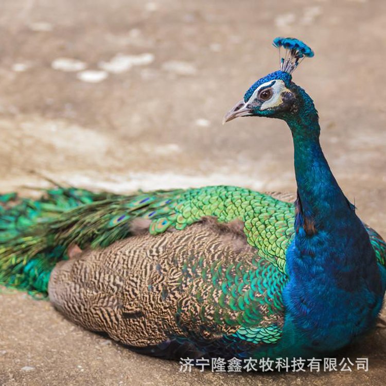 蓝孔雀活体销售 种孔雀养殖场 观赏孔雀养殖场常年出售孔雀苗