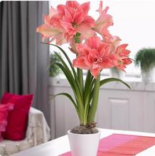 国产朱顶红种球土朱多年生单瓣盆栽带花卉室内外阳台庭院植物四季