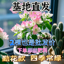 ����÷�ڻ������������~÷���ļ��҃�ͥԺ�̨�ͺ��Ϙ�ֱ�l