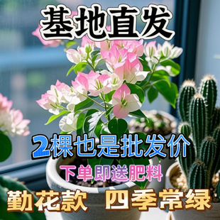 ����÷�ڻ������������~÷���ļ��҃�ͥԺ�̨�ͺ��Ϙ�ֱ�l