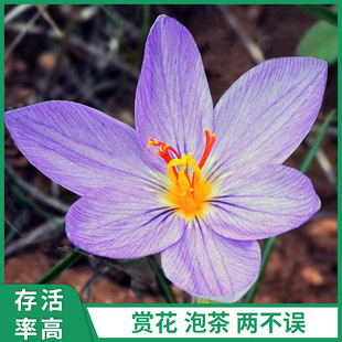 Spot Domestic Crocus Saffron Seed Bulbs Easy to Grow Cold-Resistant Potted Ground Planting Courtyard Plants and Florals