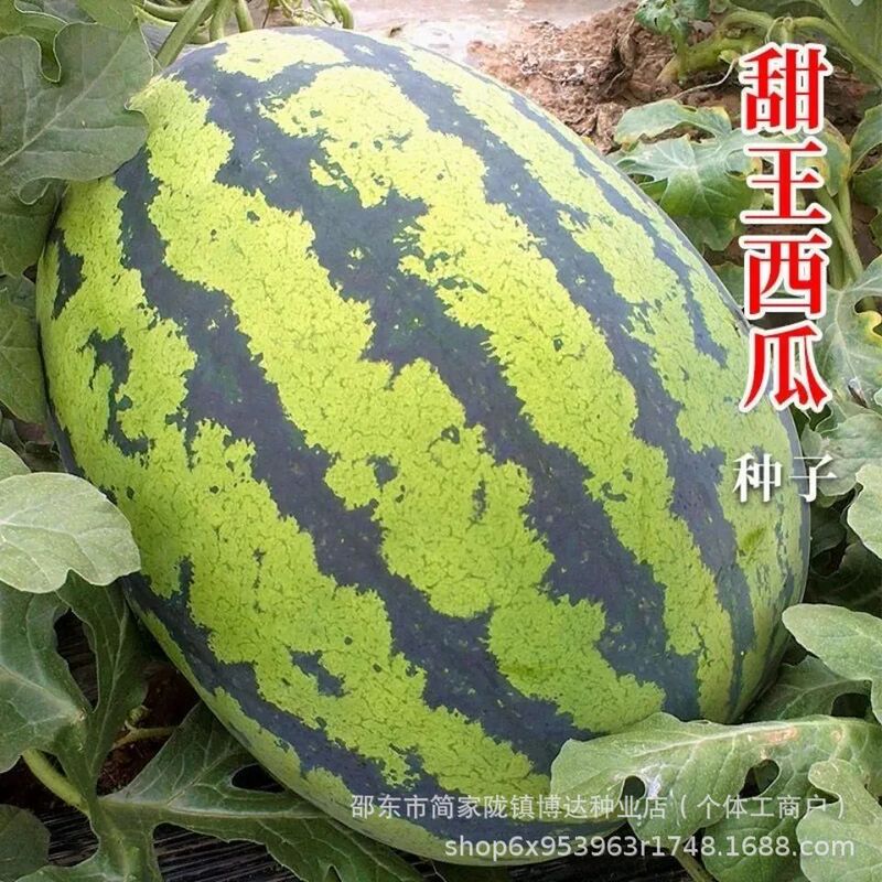 Xinong No. 8 Watermelon Seeds, Extra-Large, High-Yield, Easy-To-Grow, Authentic Watermelon Seeds, Especially Sweet Fruits for Spring, Summer, and All Seasons