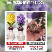 风信子种球盆栽带芽水培植物花卉室内绿植花水仙种子土培套餐鲜花