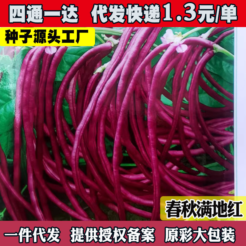摘不败满地红无架豆角种子地豆不搭架红豇豆春秋庭院盆栽蔬菜种子