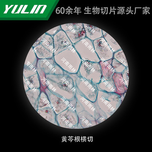 Huangluan Root Cross-cut University Medical School Use Tissue Disease Marble Wax Slide Specimen Microscope