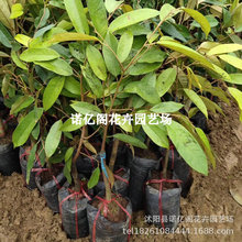 榴莲苗果树苗嫁接榴莲树苗泰国榴莲苗南方种植带土苗金枕榴莲苗