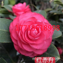 大红赤丹茶花盆栽花卉室内福建传统老品种绿植苗阳台四季植物好养