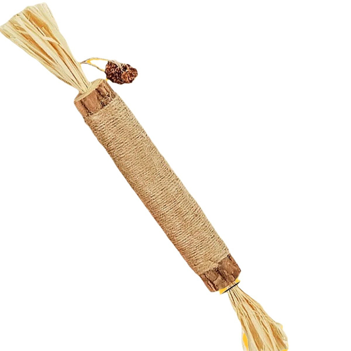 다각형 xylatifolia (직경 1.5cm)